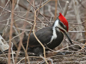 Фото Хохлатая желна