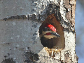 Фото Хохлатая желна