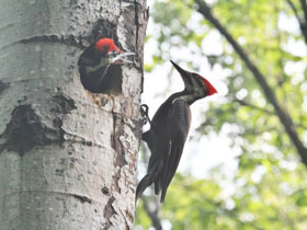 Фото Хохлатая желна