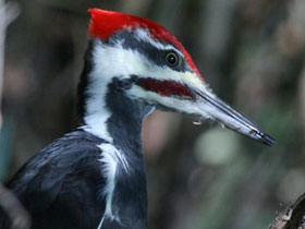 Фото Хохлатая желна