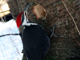 Фото Хохлатая желна