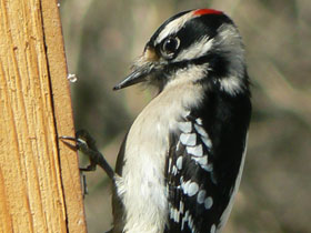 Пушистый дятел