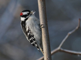 Фото Волосатый дятел