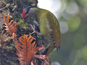 Фото Седой дятел