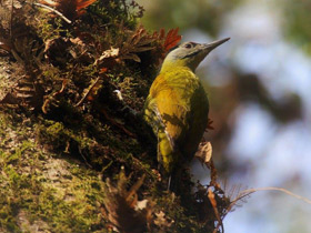 Фото Седой дятел