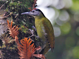 Фото Седой дятел