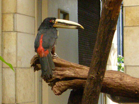 Смотреть фото Желтобрюхий арасари Фото Желтобрюхий арасари