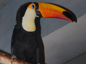 Смотреть фото Тукан токо Фото Тукан токо