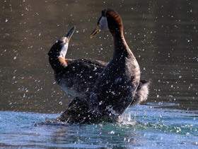 Смотреть фото Серощёкая поганка Фото Серощёкая поганка