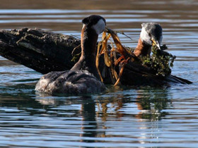 Смотреть фото Серощёкая поганка Фото Серощёкая поганка