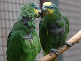 Фото Синелобый амазон