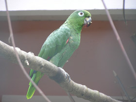 Фото Желтоклювый ямайский амазон