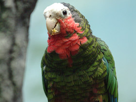 Смотреть фото Кубинский амазон Фото Кубинский амазон