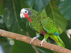 Кубинский амазон