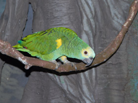 Фото Большой желтоголовый амазон