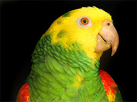 Фото Большой желтоголовый амазон