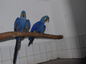 Фото Гиацинтовый ара