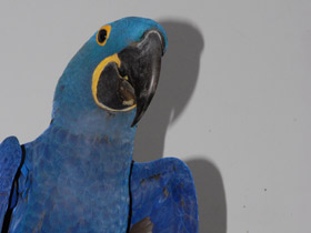 Фото Гиацинтовый ара