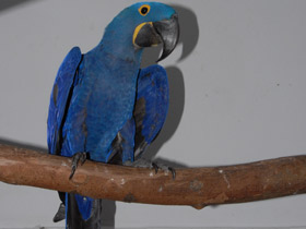 Фото Гиацинтовый ара