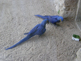 Фото Гиацинтовый ара