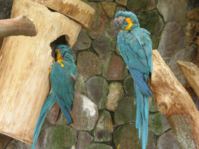 Фото Синегорлый ара