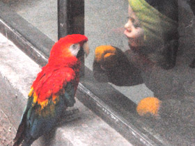 Фото Красный ара