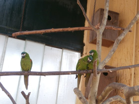 Фото Карликовый ара