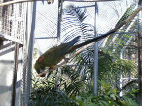 Фото Красноухий ара