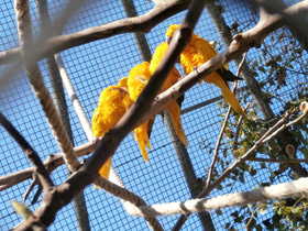 Фото Золотая аратинга