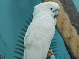 Фото Большой белый какаду