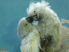 Большой белый какаду