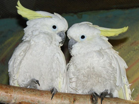 Большой желтохохлый какаду