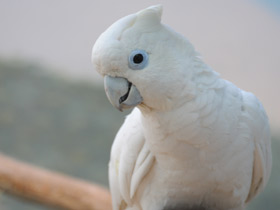Фото Какаду Гоффина