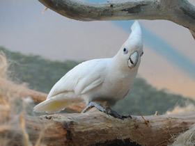 Фото Какаду Гоффина