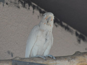 Фото Какаду Гоффина