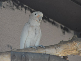 Фото Какаду Гоффина