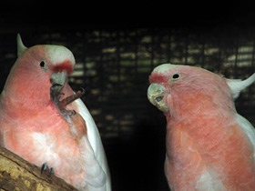 Смотреть фото Какаду-инка Фото Какаду-инка