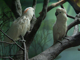 Фото Молуккский какаду