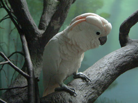 Фото Молуккский какаду