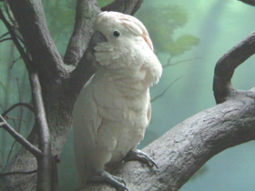 Фото Молуккский какаду