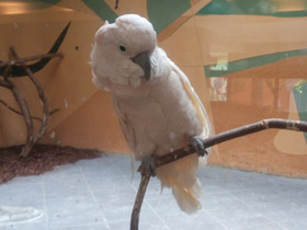 Фото Молуккский какаду