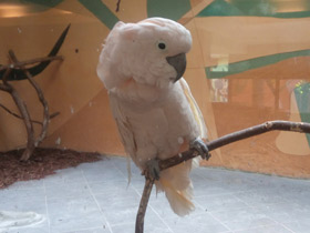 Фото Молуккский какаду