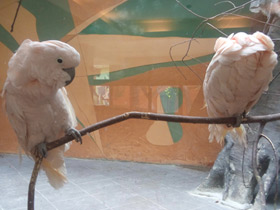 Фото Молуккский какаду