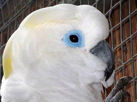 Смотреть фото Очковый какаду Фото Очковый какаду