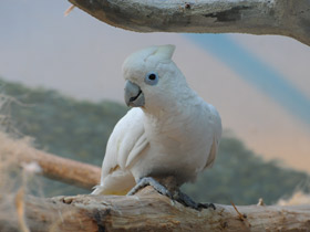 Фото Гологлазый какаду