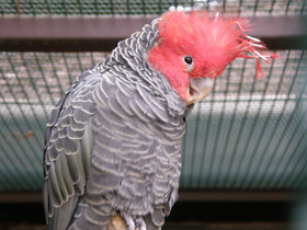 Смотреть фото Шлемоносный какаду Фото Шлемоносный какаду