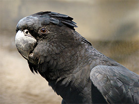 Фото Траурный какаду Бэнкса