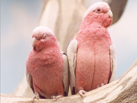 Фото Розовый какаду