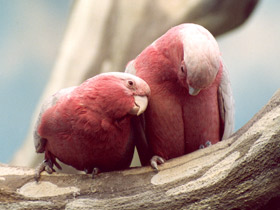 Розовый какаду