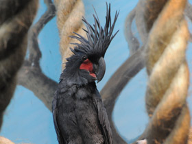 Фото Пальмовый какаду